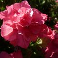 LE BOUQUET DU VENDREDI...