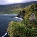 Albatros fuligineux à dos sombre