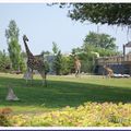 Girafe au zoo Granby