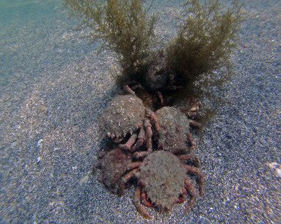 L'arbre qui cache la forêt