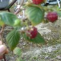 Framboises en décembre.....