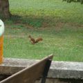 Notre ami du jardin est revenu...