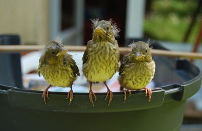 La petite famille Pioupiou