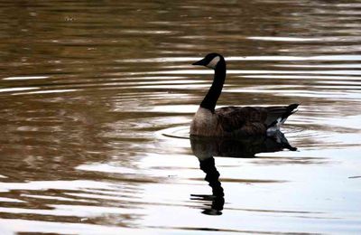 Compte-rendu du 19 septembre 2020 : Ornithologie aux Etangs de Trévoix