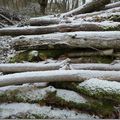 Balade en forêt