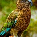 New Zealand Kea by Ed Janwattana