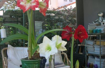 Amaryllis - pas mieux.