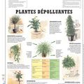 plantes dépolluantes