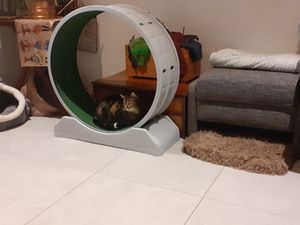 Le fameux jouet qu'ont reçu les furets