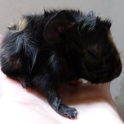 Bébés courbe poids