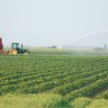 Pomme de terre : Les ressources hydriques.