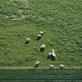 série "les déserts de nos campagnes" - champs de colza, de blé, petites vaches vues de haut