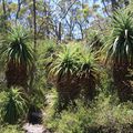 Les prochaines photos sont sur l'overland track