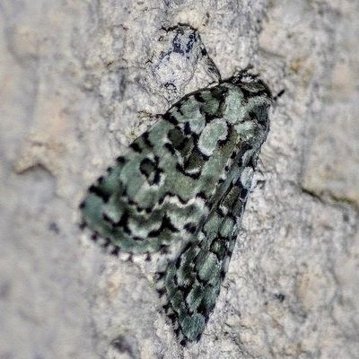 Cryphia muralis,Rupestre, Bryophile du lichen