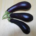 Aubergine