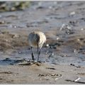 Schiermonnikoog (2)