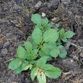 Du potager à l'assiette