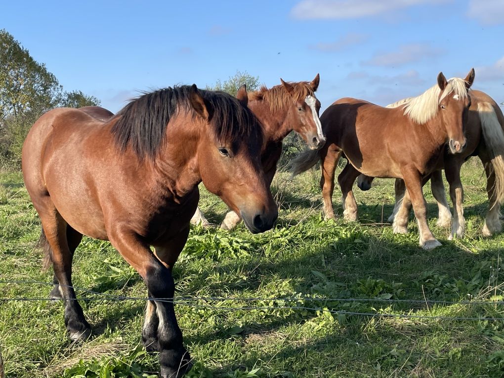 Mardi 14 octobre 2025 : j'ai fait découvrir cet Etang des Martailles (Martres d'Artière, 63430 Martres d'Artière) à Marike , nous en avons fait le tour , moi j'y viens souvent  mon diapo s'en suit , mes photos datent du 11 oct 2025