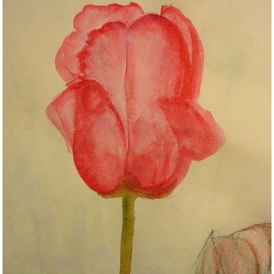 Quelques dessins. Entrainements.