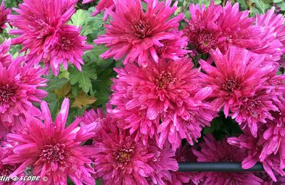 Tout sur les Chrysanthèmes ou Marguerites d'automne