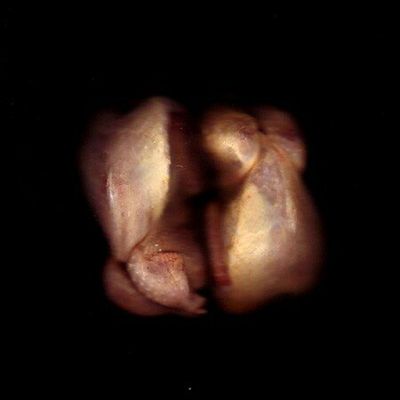 tajine de cailles aux olives