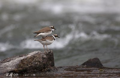 Petits gravelots : Charadrius dubius