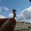 Sea horse in a sky of Brittany