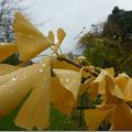 Jaune automne