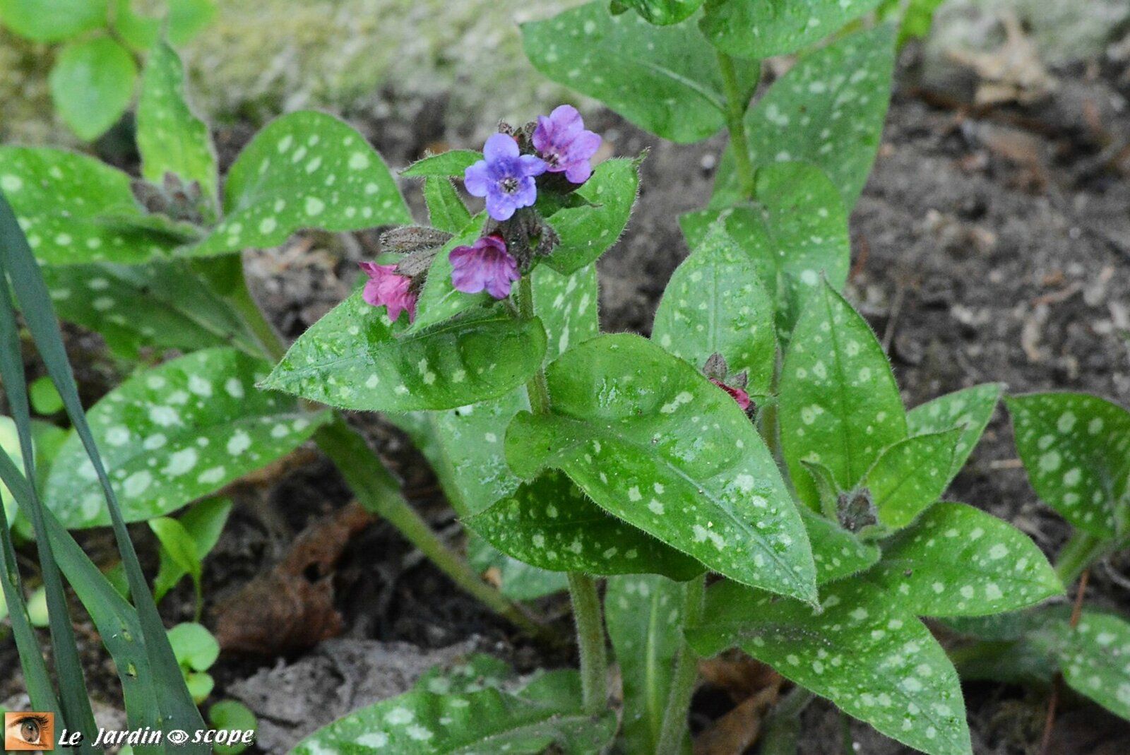 Pulmonaria longifolia