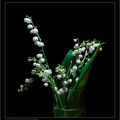 Brins de muguet