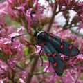 Zygaena lavandulae 