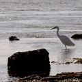 Aigrette Blanche