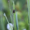 Minuscule mais grandes antennes * Tiny but with long antennas #1