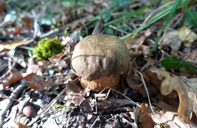 Cèpes 2019 : un début d'automne au compte-gouttes...