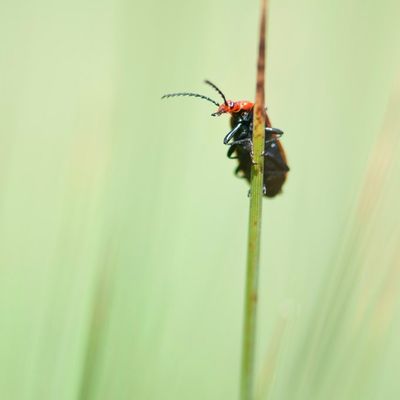 Retour dans la prairie !!!