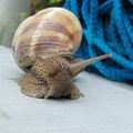 Snail-story in the garden