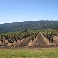 88- La vallée des vins californiens