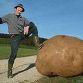 Une patate géante de plus de onze kilos