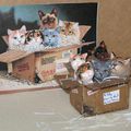 des chats dans un carton