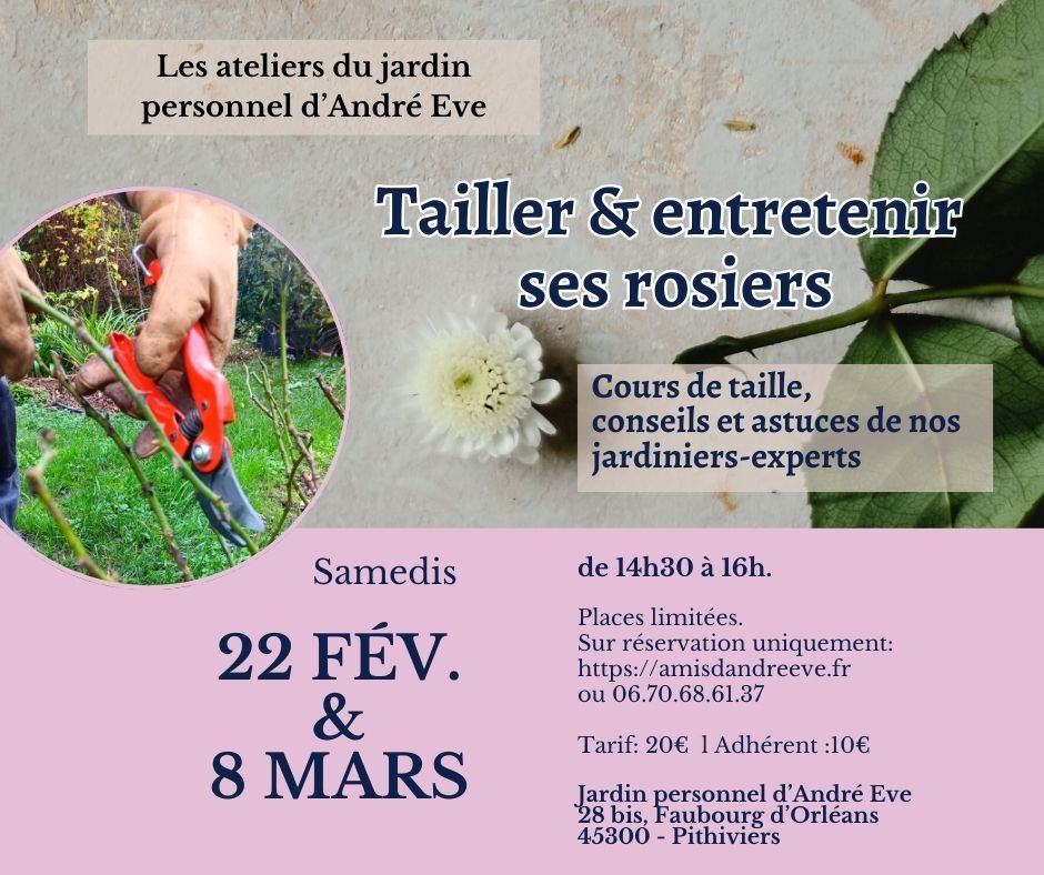 Tailler et entretenir ses rosiers chez André Eve