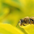 APIDES(abeilles)