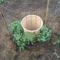 L’idée de génie d’un homme pour faire pousser des tomates