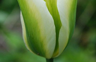 Tulipa 'Spring Green'