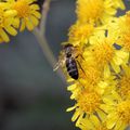 LE BOUQUET DU VENDREDI