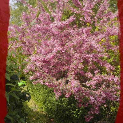 pommier Diable rouge