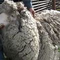 Le mouton avec le plus de laine au monde ...