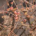 Au jardin, la cantine