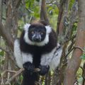 Lémuriens de la Réserve de Vakona Madagascar 031112