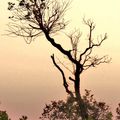 Ecoute l'arbre et la feuille, La nature est une voix 