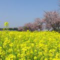 Sakura à Oyama, Tochigi